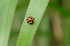 Coelophora bissellata