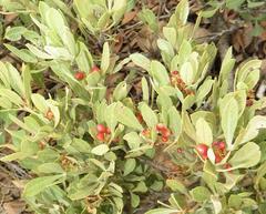 Searsia magalismontana magalismontana