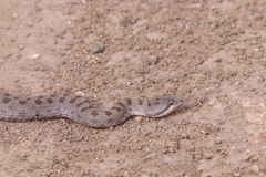 Crotalus pricei