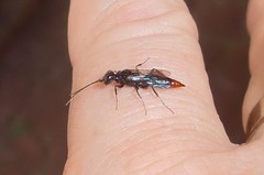 Dolichurus basuto