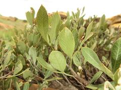 Searsia magalismontana magalismontana