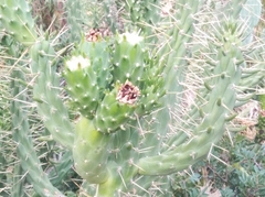 Austrocylindropuntia subulata