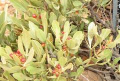 Searsia magalismontana magalismontana