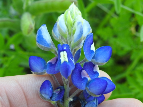 Lupinus texensis