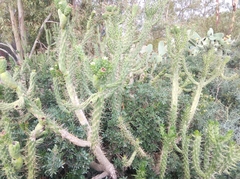 Austrocylindropuntia subulata