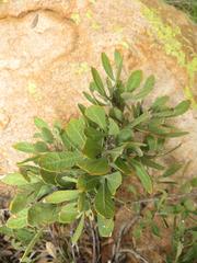 Searsia magalismontana magalismontana