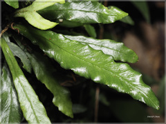 Asplenium griffithianum