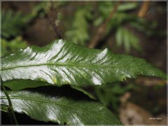 Asplenium griffithianum