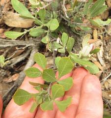 Searsia magalismontana magalismontana