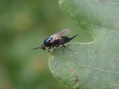 Ormyrus nitidulus