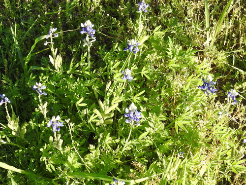 Lupinus texensis
