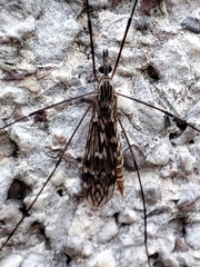 Tipula confusa