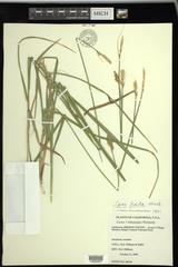 Carex fracta