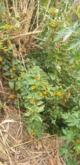 Thunbergia alata