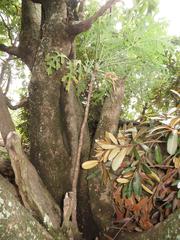 Cussonia paniculata sinuata