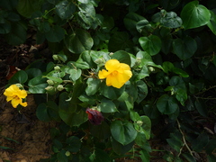 Hibiscus tiliaceus pernambucensis