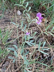 Lathyrus eucosmus