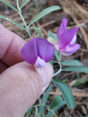 Lathyrus eucosmus
