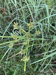 Cyperus ochraceus