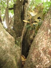 Cussonia paniculata sinuata