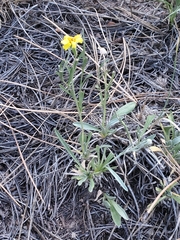 Tetraneuris argentea