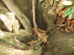 Cussonia paniculata sinuata