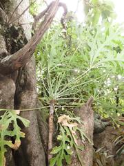 Cussonia paniculata sinuata