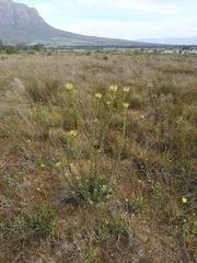 Leucadendron chamelaea