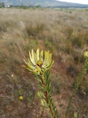 Leucadendron chamelaea