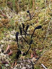 Geoglossum sphagnophilum
