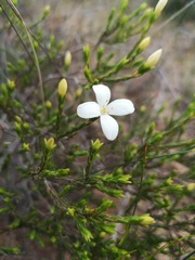 Lachnaea grandiflora