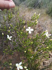 Lachnaea grandiflora