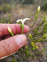 Lachnaea grandiflora
