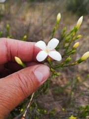 Lachnaea grandiflora