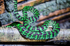 Trimeresurus venustus