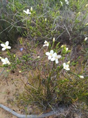 Lachnaea grandiflora