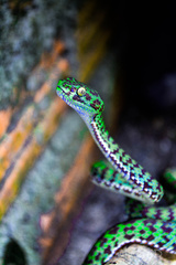 Trimeresurus venustus