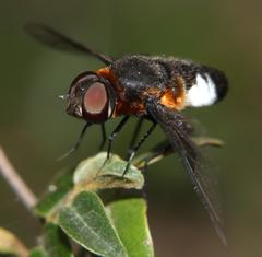 Exoprosopa dimidiata