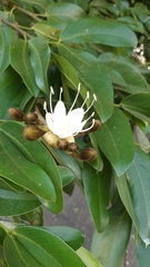 Hymenaea