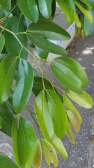 Hymenaea