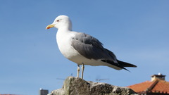 Larus michahellis