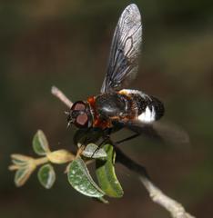 Exoprosopa dimidiata