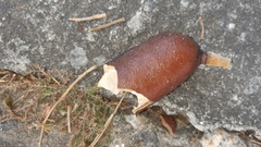 Hymenaea