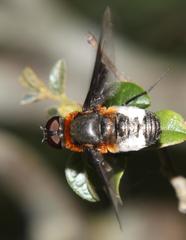 Exoprosopa dimidiata