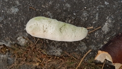 Hymenaea