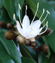 Hymenaea