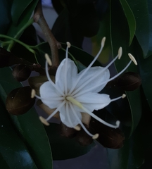 Hymenaea