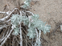 Achillea maritima