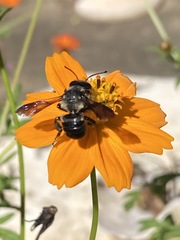 Megachile xylocopoides