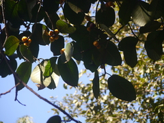 Ficus drupacea